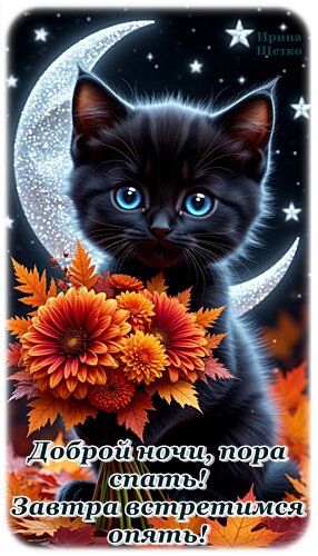 Открытка «Доброй ночи»: Спокойной ночи: черный котик с цветами. Тэги: Спокойной ночи, Спокойной ночи, с пожеланиями…