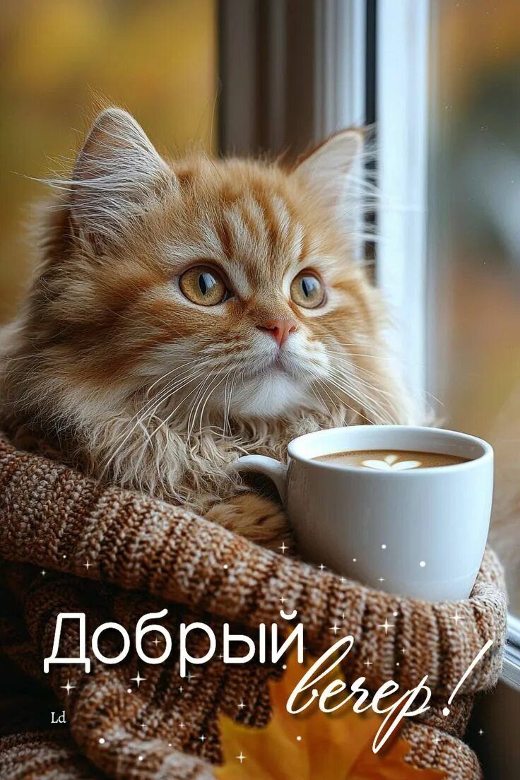 Открытка «Добрый вечер и пожелания»: Добрый вечер: уютный рыжий кот с чашкой кофе. Тэги: Доброго вечера и хорошего на…