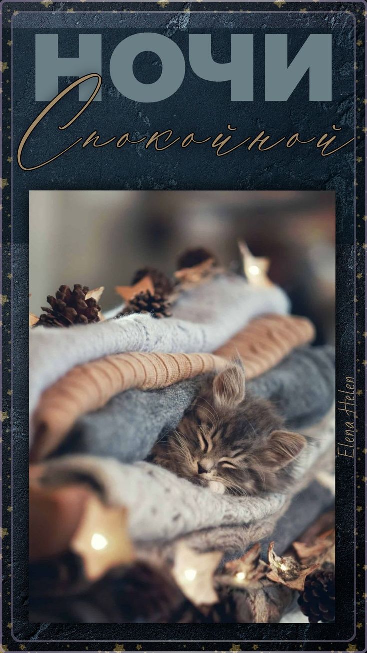 Открытка «Доброй ночи»: Спокойной ночи: «Сонный котик в пледе». Тэги: Спокойной ночи, Спокойной ночи, с пожеланиями…