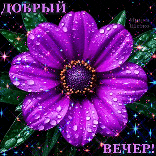 Открытка «Анимационный»: Добрый вечер: мерцающий фиолетовый цветок. Тэги: Добрый вечер и пожелания, Добрый вечер крас…