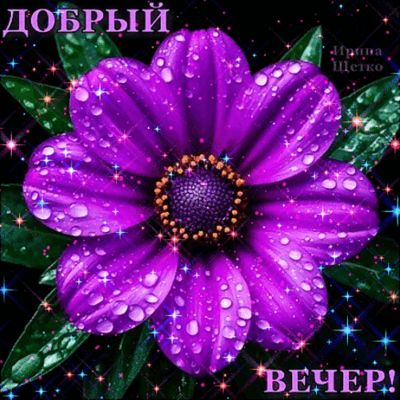 Открытка «Анимационный»: Добрый вечер: мерцающий фиолетовый цветок. Тэги: Добрый вечер и пожелания, Добрый вечер крас…