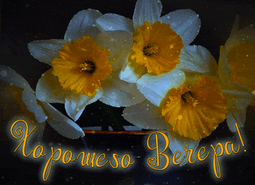 Открытка «Добрый вечер и пожелания»: Добрый вечер: «Нежные нарциссы» для настроения. Тэги: Добрый вечер красивые…