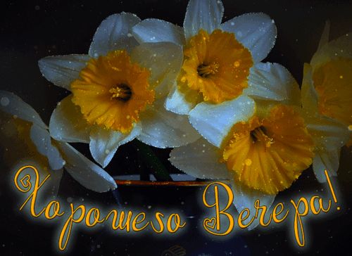 Открытка «Пожелание»: Добрый вечер: «Нежные нарциссы» для настроения. Тэги: настроение, хороший, красивый, нежный…