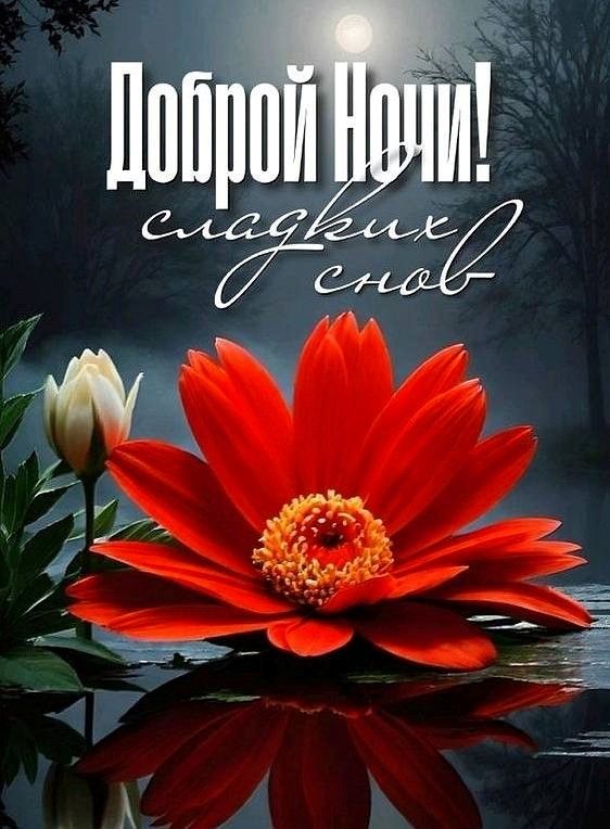 Открытка «Доброй ночи»: Доброй ночи! Красивый красный цветок на воде. Тэги: Спокойной ночи, Спокойной ночи, красивые…