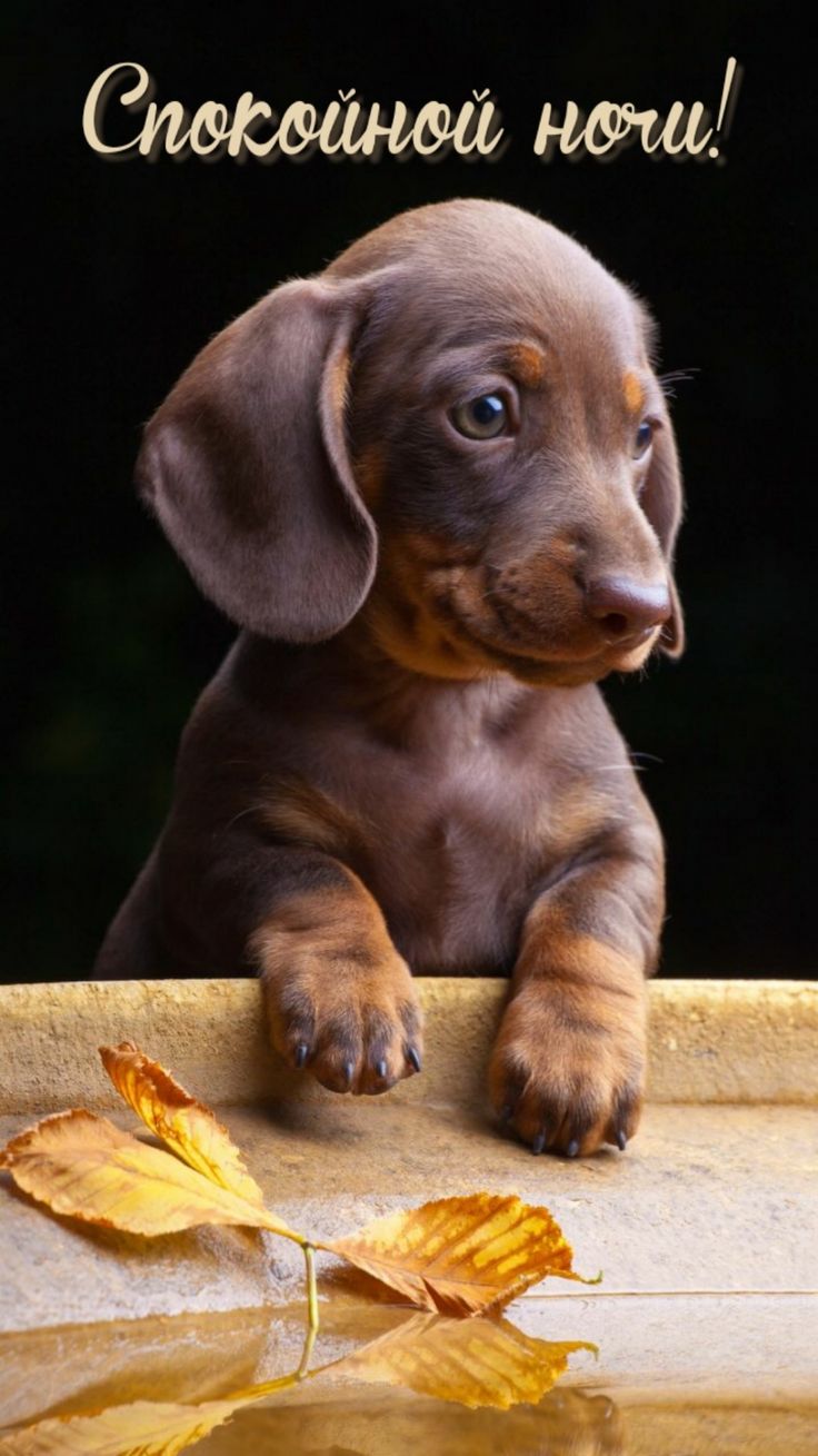 Открытка «Доброй ночи»: Спокойной ночи: милый щенок таксы.