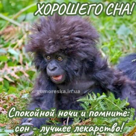 Открытка «Доброй ночи»: Спокойной ночи: прикольная открытка с обезьянкой. Тэги: Спокойной ночи, пожелание, радость…