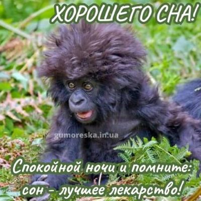 Открытка «Доброй ночи»: Спокойной ночи: прикольная открытка с обезьянкой. Тэги: Спокойной ночи, пожелание, радость…
