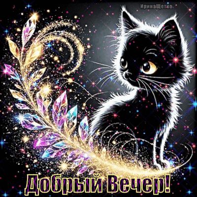 Открытка «Пожелание»: Добрый вечер: милый черный котик и волшебство. Тэги: настроение, позитивный, классный, кот…
