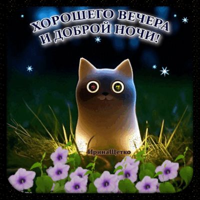 Открытка «Доброй ночи»: Добрый вечер и доброй ночи: милый кот в цветах. Тэги: магический, Добрый вечер и пожелания…