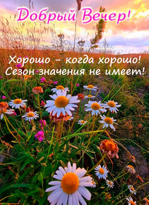 Открытка «Хорошего настроения»: Добрый вечер: летний закат и ромашки. Тэги: пожелание, радость, позитивный, надпись…