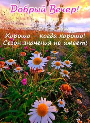 Открытка «Хорошего настроения»: Добрый вечер: летний закат и ромашки. Тэги: пожелание, радость, позитивный, надпись…