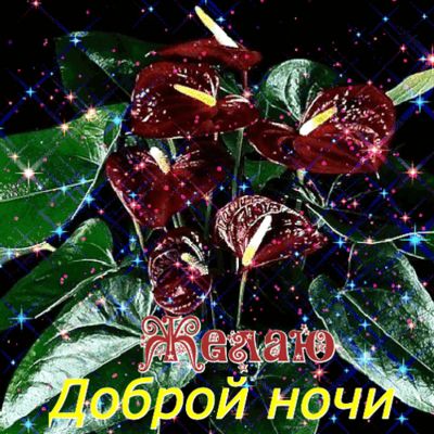 Открытка «Доброй ночи»: Открытка «Доброй ночи» с антуриумом и искрами. Тэги: Спокойной ночи, анимационный, антуриум…