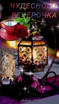 Открытка «Добрый вечер и пожелания»: Добрый вечер: «Чудесного вечерочка» с розой и совой. Тэги: Доброго вечера и хоро…
