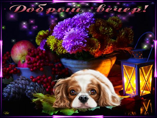 Открытка «Добрый вечер и пожелания»: Добрый вечер: Уютный натюрморт с собакой и цветами. Тэги: Добрый вечер красивые…