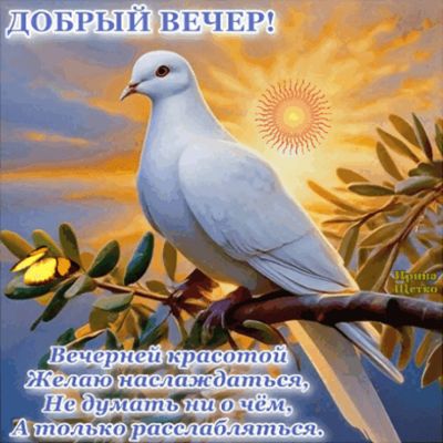 Открытка «Добрый вечер и пожелания»: Добрый вечер: «Белый голубь в лучах заката». Тэги: Доброго вечера и хорошего нас…