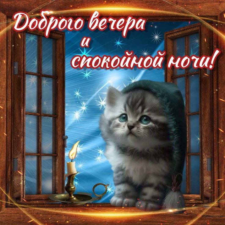 Открытка «Спокойной ночи»: Добрый вечер и спокойной ночи: милый котенок у окна. Тэги: Добрый вечер и пожелания…