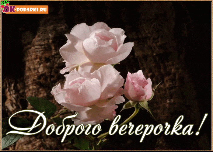 Открытка «Добрый вечер и пожелания»: Добрый вечер: «Нежные розы» для хорошего настроения. Тэги: Добрый вечер красивые…