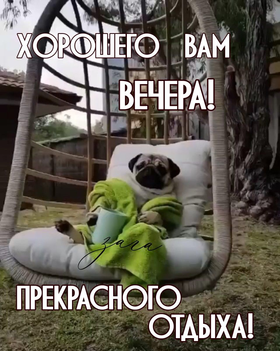 Открытка «Пожелание»: Добрый вечер: Прикольный мопс и прекрасный отдых. Тэги: настроение, смешной, прикольный, милый…