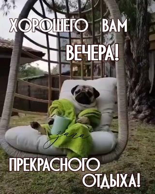 Открытка «Пожелание»: Добрый вечер: Прикольный мопс и прекрасный отдых. Тэги: настроение, смешной, прикольный, милый…