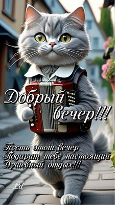 Открытка «Пожелание»: Добрый вечер: пушистый кот с баяном. Тэги: настроение, смешной, кот, музыка, праздник, животное…