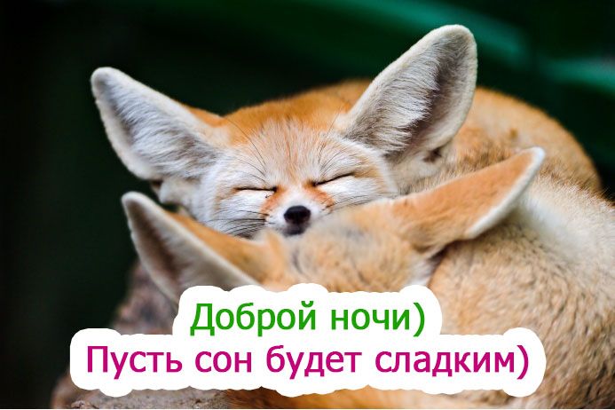 Открытка «Доброй ночи»: Доброй ночи: пожелание сладких снов с милыми лисичками. Тэги: Спокойной ночи, Спокойной ночи…