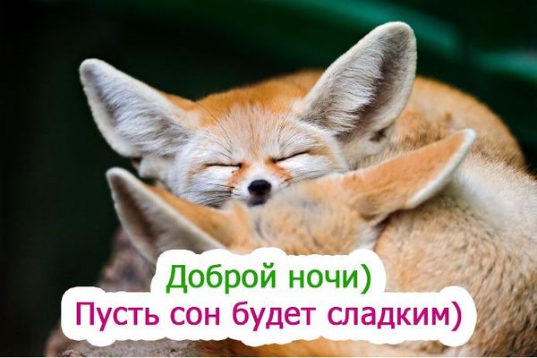 Открытка «Доброй ночи»: Доброй ночи: пожелание сладких снов с милыми лисичками. Тэги: Спокойной ночи, Спокойной ночи…