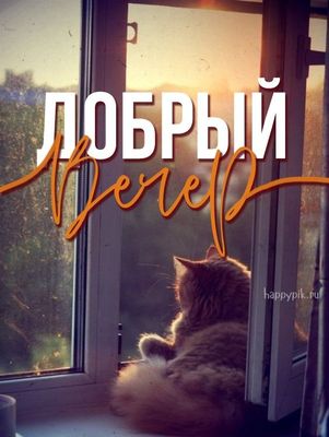 Открытка «Добрый вечер и пожелания»: Добрый вечер: пушистый кот на окне у заката. Тэги: Доброго вечера и хорошего нас…