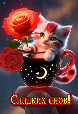 Открытка «Доброй ночи»: Доброй ночи: Кот в чашке со сладкими снами. Тэги: Спокойной ночи, Спокойной ночи, с пожелания…