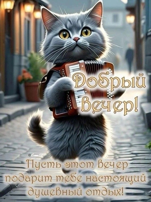 Открытка «Пожелание»: Добрый вечер: пушистый кот с аккордеоном. Тэги: настроение, смешной, прикольный, кот, музыка…
