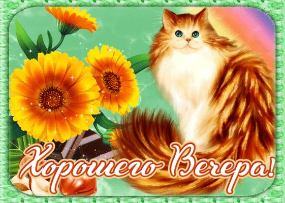 Открытка «Пожелание»: Добрый вечер: пушистый рыжий кот и яркие цветы. Тэги: настроение, радость, кот, милый, животное…