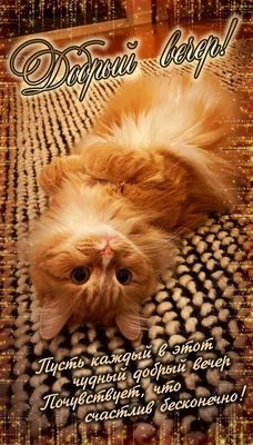 Открытка «Добрый вечер и пожелания»: Добрый вечер! Милый кот и душевное пожелание счастья. Тэги: Добрый вечер красивые…