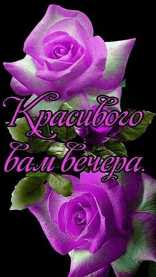 Открытка «Пожелание»: Добрый вечер: Красивые сиреневые розы на черном фоне. Тэги: настроение, надпись, женщина, милый…