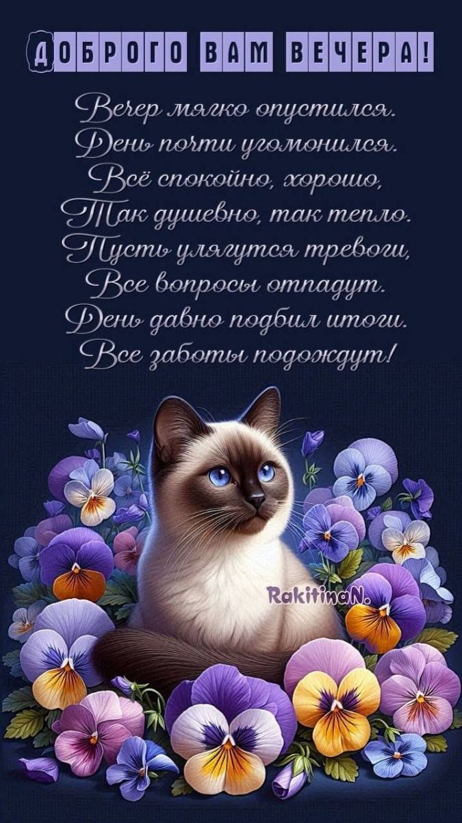 Открытка «Добрый вечер и пожелания»: Добрый вечер: душевное пожелание с сиамским котом. Тэги: Добрый вечер красивые…