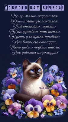 Открытка «Добрый вечер и пожелания»: Добрый вечер: душевное пожелание с сиамским котом. Тэги: Добрый вечер красивые…