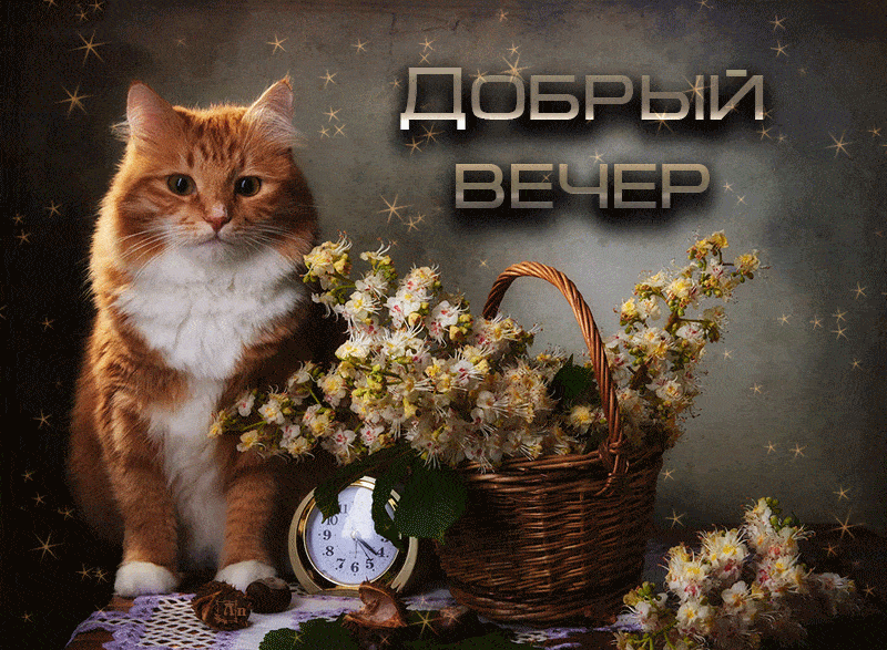Открытка «Добрый вечер и пожелания»: Добрый вечер: Рыжий кот и цветы каштана. Тэги: Доброго вечера и хорошего настрое…