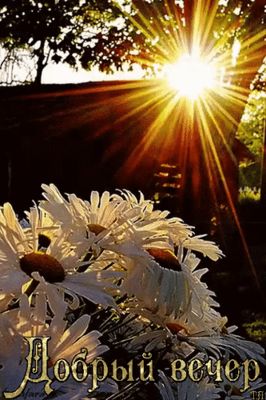 Открытка «Пожелание»: Добрый вечер: красивый букет ромашек в лучах заката. Тэги: настроение, радость, хороший, теплый…