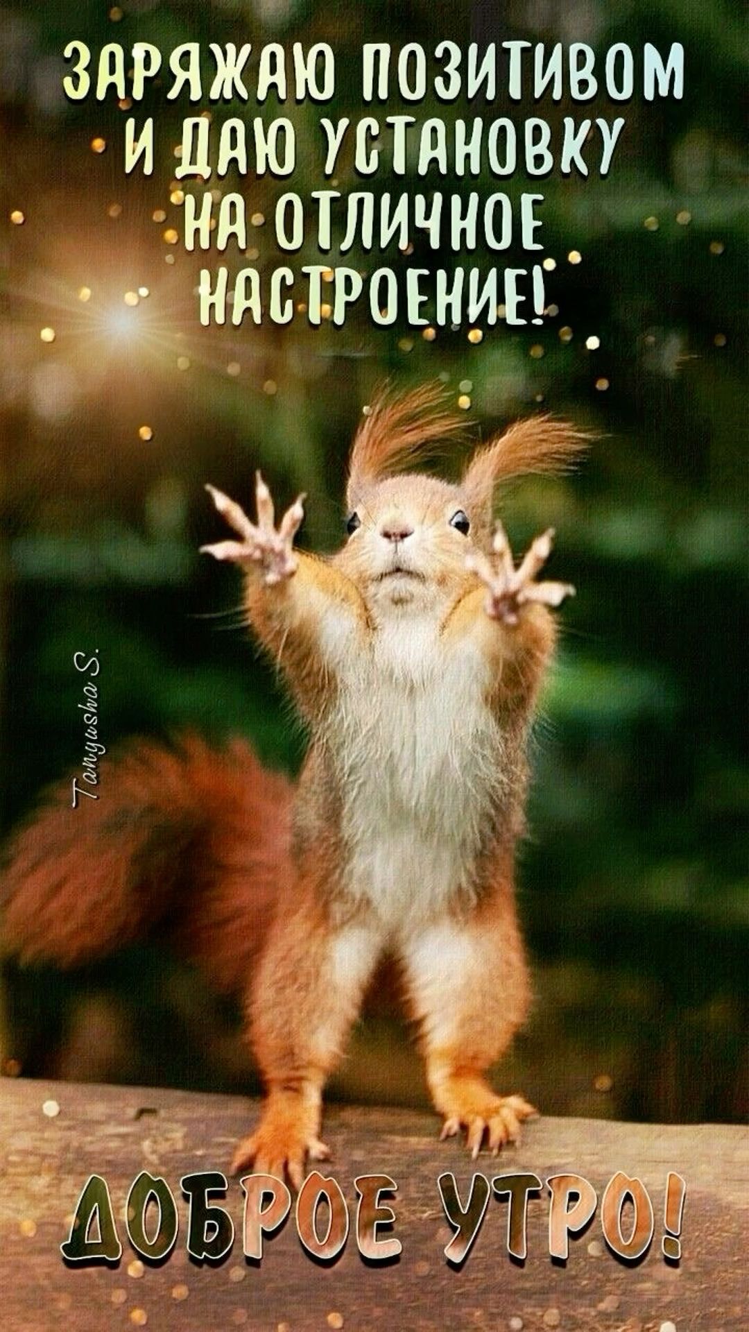 Открытка «С добрым утром»: Доброе утро: белочка заряжает позитивом!. Тэги: хорошего дня, животное, пожелание, позитив…