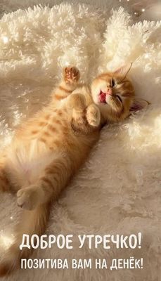 Открытка «С добрым утром»: Пушистое доброе утро: позитив на весь день!. Тэги: кот, животное, пожелание, отличное наст…