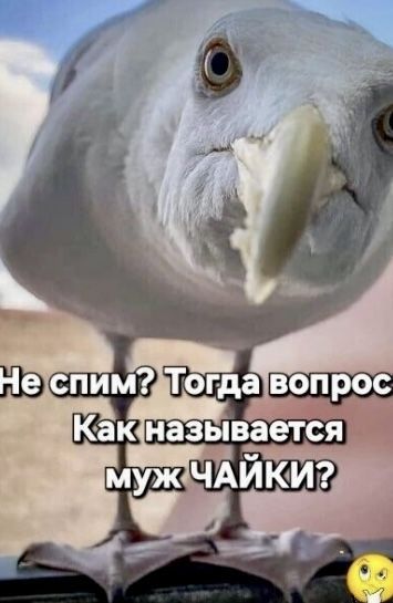 Открытка «С добрым утром»: С добрым утром! Загадка от любопытной чайки. Тэги: животное, пожелание, позитивная, хороше…