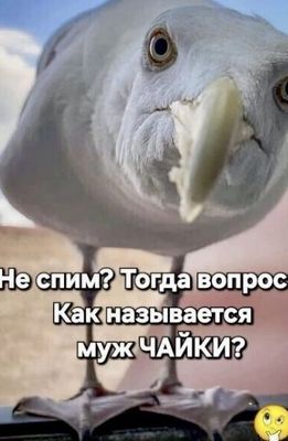 Открытка «С добрым утром»: С добрым утром! Загадка от любопытной чайки. Тэги: животное, пожелание, позитивная, хороше…