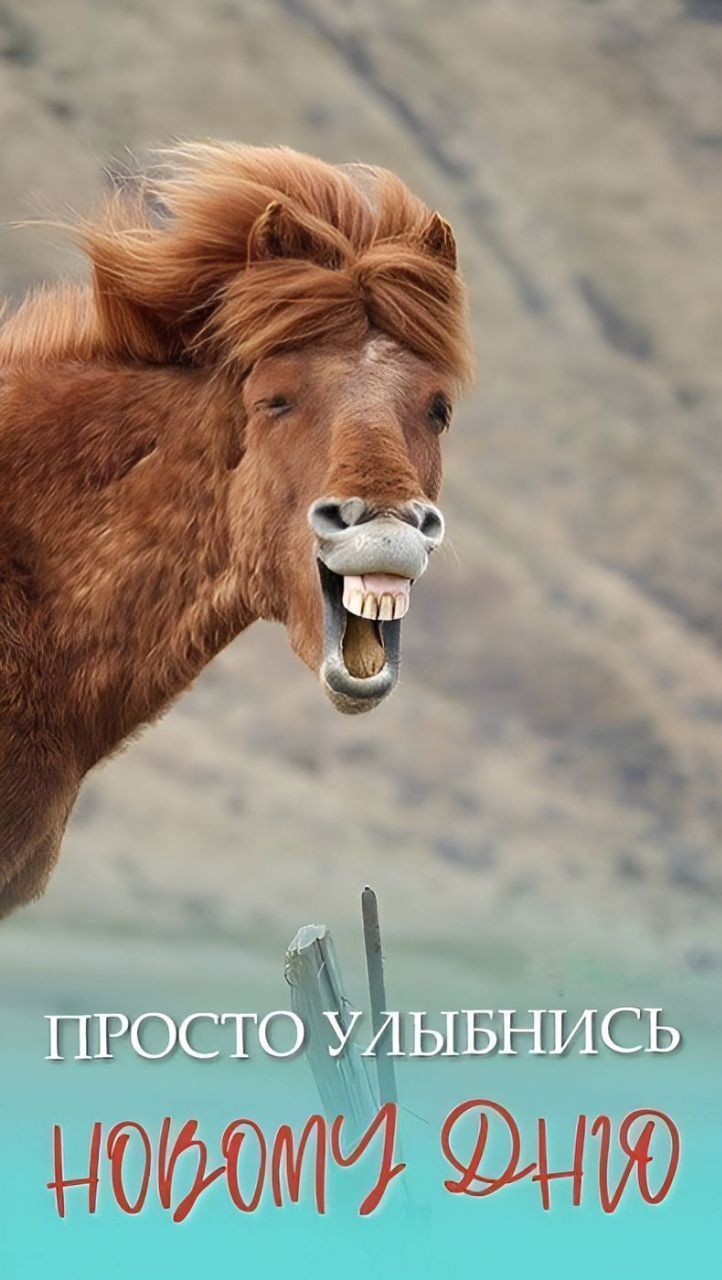 Открытка «С добрым утром»: С добрым утром! Улыбнись новому дню!. Тэги: животное, пожелание, позитивная, юмор, приколь…