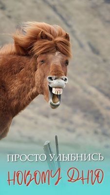 Открытка «С добрым утром»: С добрым утром! Улыбнись новому дню!. Тэги: животное, пожелание, позитивная, юмор, приколь…