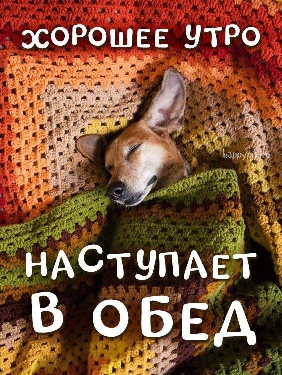 Открытка «С добрым утром»: Самое доброе утро наступает в обед. Тэги: животное, пожелание, позитивная, хорошего дня…