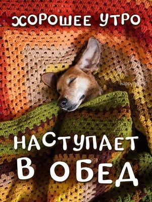 Открытка «С добрым утром»: Самое доброе утро наступает в обед. Тэги: животное, пожелание, позитивная, хорошего дня…