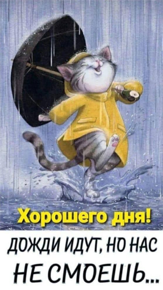 Открытка «С добрым утром»: С добрым утром: дождь не испортит день!. Тэги: кот, животное, пожелание, хорошего дня…