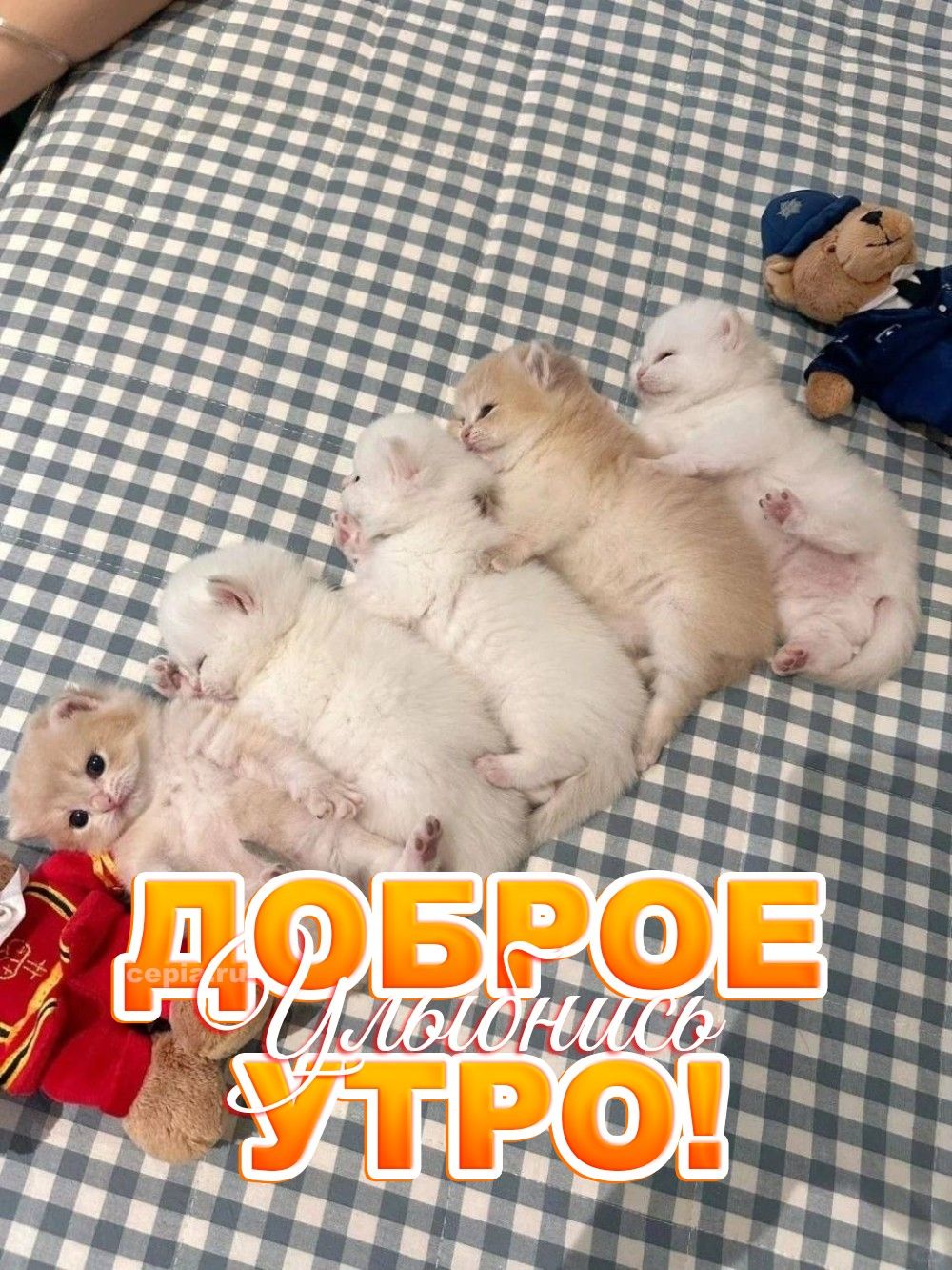 Открытка «С добрым утром»: Доброе утро: улыбнись с милыми котятами!. Тэги: кот, животное, пожелание, позитивная, утро…