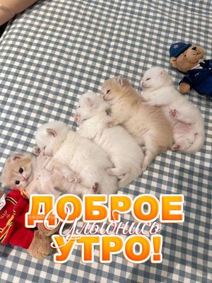 Открытка «С добрым утром»: Доброе утро: улыбнись с милыми котятами!. Тэги: кот, животное, пожелание, позитивная, утро…