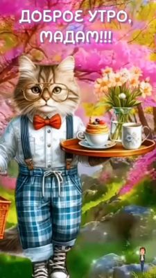 Открытка «С добрым утром»: Доброе утро, Мадам! Завтрак от джентльмена-кота.. Тэги: кот, животное, пожелание, позитивн…
