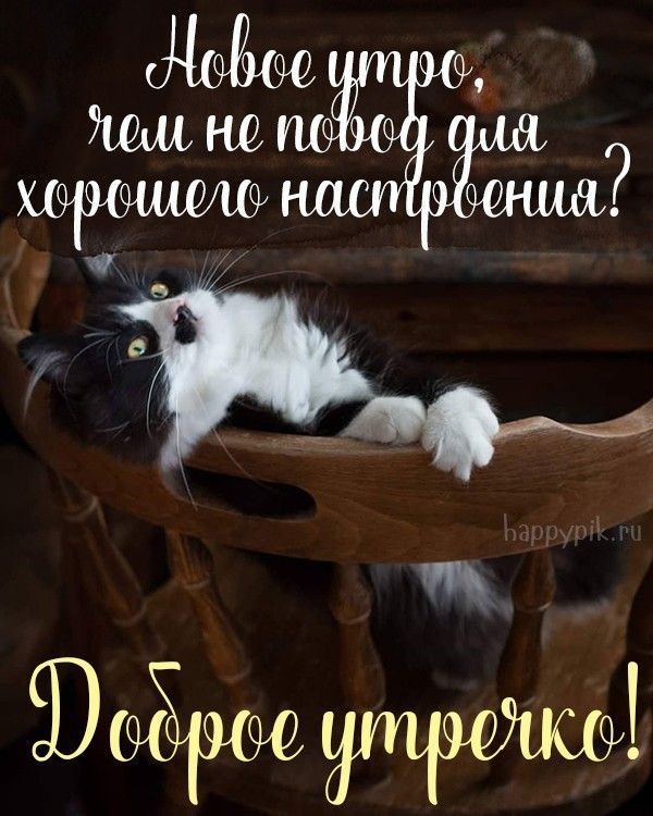 Открытка «С добрым утром»: Доброе утро и пушистый повод для отличного настроения!. Тэги: кот, животное, пожелание…