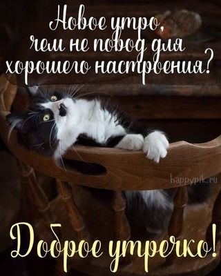 Открытка «С добрым утром»: Доброе утро и пушистый повод для отличного настроения!. Тэги: кот, животное, пожелание…